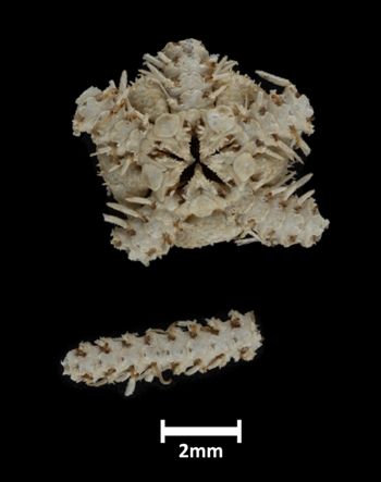 Media type: image;   Invertebrate Zoology OPH-1951 Description: Underside view of single ophiuroid specimen, disk and partial arm, with a scale bar.;  Aspect: ventral